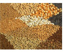 In Russia abolished the mandatory certification of agricultural seeds